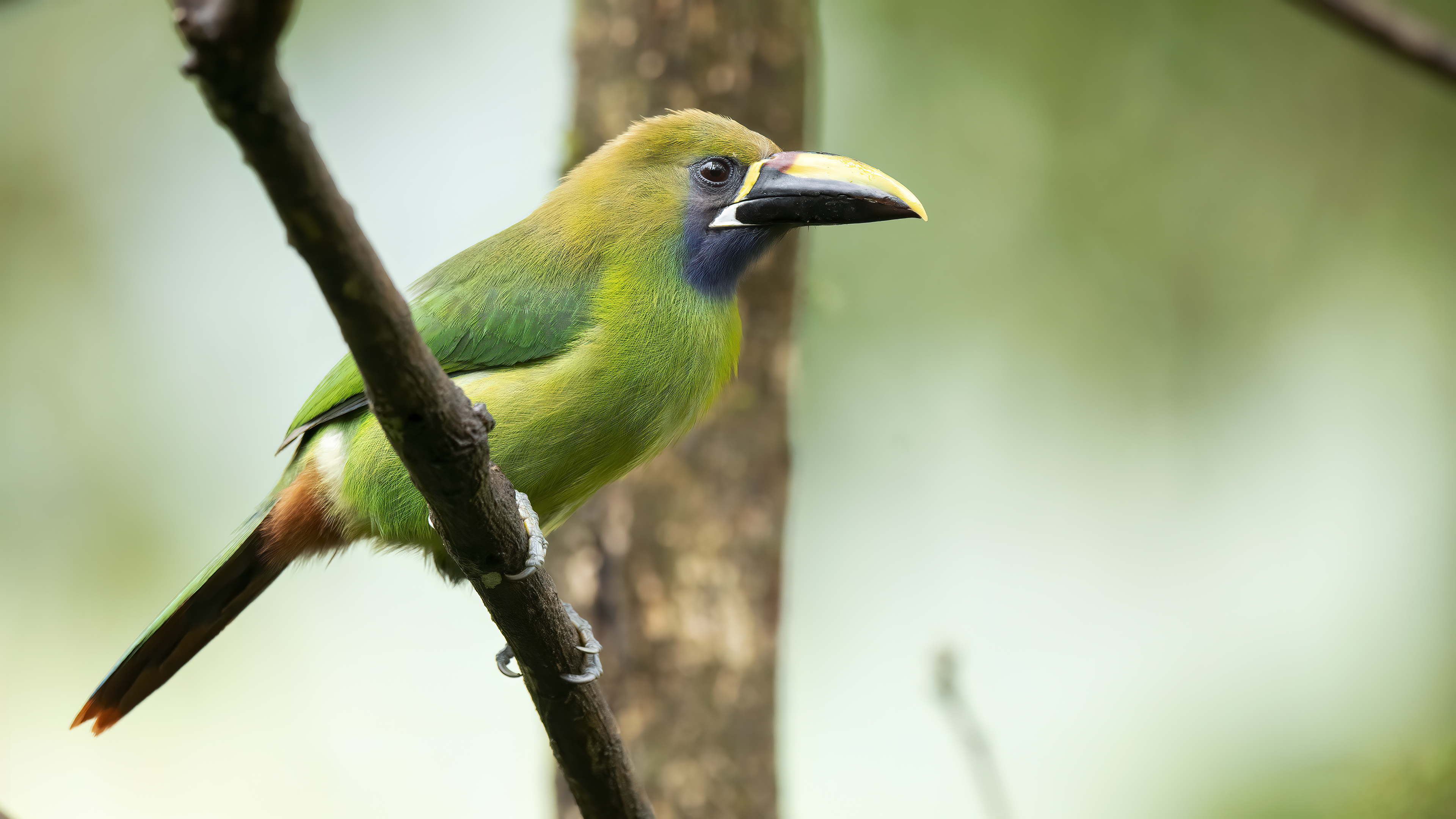 Northern Emerald-Toucanet — Ana fotoğraf